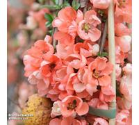 Thompson & Morgan Chaenomeles Superba Salmon Horizon 9Cm Potted Plant X 2