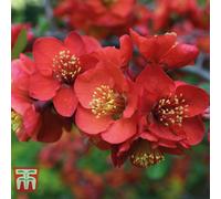 Thompson & Morgan Chaenomeles X Superba Crimson And Gold 9Cm Pot X 1