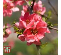 Thompson & Morgan Chaenomeles X Superba Pink Lady 9Cm Potted Plant X 2