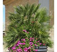 Thompson & Morgan Chamaerops Humilis 40/60Cm 22Cm Potted Plantx 1