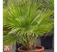 Thompson & Morgan Chamaerops Humilis Vulcano 22Cm Pot X 1