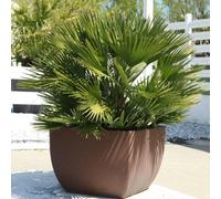 Thompson & Morgan Chamaerops Humilis Vulcano Hardy Fan Palm Tree 22Cm Pot Evergreen Compact Architectural Foliage