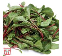 Thompson & Morgan Chard Fire Fresh 1 Seed Packet (200 Seeds)