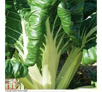 Thompson & Morgan Chard Fordhook Giant 1 Seed Packet