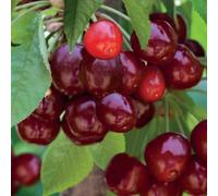 Thompson & Morgan Cherry (Prunus) Mini Avium Sylvia 9cm Pot x 1