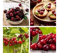 Thompson & Morgan Cherry (Prunus) Sylvia (Colt Rootstock) 9Cm Pot X 1