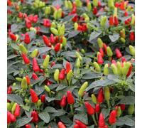 Thompson & Morgan Chilli Pepper Fields Of Fire Seeds Capsicum Annuum Half-Hardy Annual 38 000 Shu Compact Bushy Patio/windowsill Containers 8 Seeds