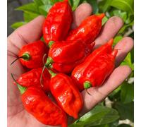 Thompson & Morgan Chilli Pepper Pit Viper Naga Seeds - Superhot Capsicum Chinense 1M Shu Wrinkled Pods 6 Seeds