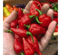 Thompson & Morgan Chilli Pepper Raging Bull 1 Seed Packet