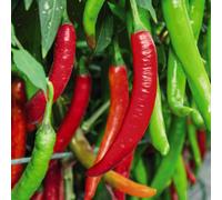 Thompson & Morgan Chilli Pepper Sizzler F1 1 Seed Packet, Red