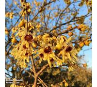 Thompson & Morgan Chimonanthus Praecox Wintersweet 9Cm Potted Plant X 4