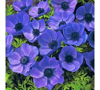 Thompson & Morgan Chionodoxa Mixed (Glory Of The Snow) 40 Bulbs - Winter To Spring Flowering Hardy Garden Bulbs For Outdoor Planting