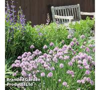 Thompson & Morgan Chives - Kew Vegetable Seed Collection 1 Packet (1000 Seeds)