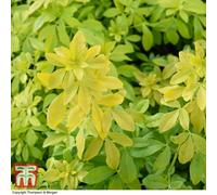 Thompson & Morgan Choisya Ternata Sundance 9Cm Potted Plant X 1