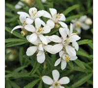 Thompson & Morgan Choisya Ternata White Dazzler 3 Litre Potted Plant X 1