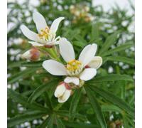 Thompson & Morgan Choisya Ternata White Dazzler 9Cm Potted Plant X 2