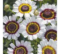 Thompson & Morgan Chrysanthemum carinatum Cockade 1 Seed Packet, White