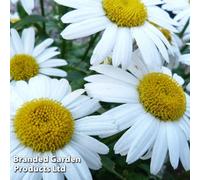Thompson & Morgan Chrysanthemum Maximum Snow Lady 1 Litre Potted Plantx 2