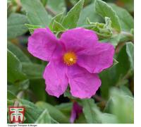 Thompson & Morgan Cistus Pulverulentus Sunset 3 Litre Potted Plant X 1