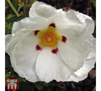 Thompson & Morgan Cistus Purpureus Alan Fradd 3.6 Litre Potted Plant X 1