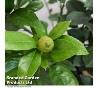 Thompson & Morgan Citrus Tree Limequat 2.5 Litre Potted Plant X 1