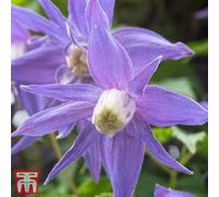 Thompson & Morgan Clematis Alpina 1.7 Litre Potted Plant X 1
