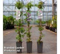 Thompson & Morgan Clematis Alpina 2 Litre Potted Plant X 1