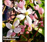 Thompson & Morgan Clematis Armandii Apple Blossom 2 Litre Potted Plant X 1