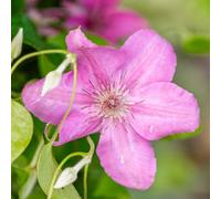 Thompson & Morgan Clematis Bridgewater Large Soft Pink Summer Flowers Hardy Perennial Climber Pruning Group 3 1X 3L Pot