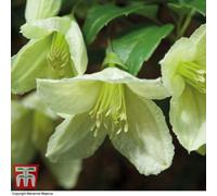 Thompson & Morgan Clematis Cirrhosa Jingle Bells 3 Litre Potted Plant X 1