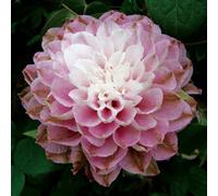 Thompson & Morgan Clematis Dancing Smile 2 Litre Potted Plant X 1