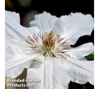 Thompson & Morgan Clematis Destiny 2 Litre Potted Plant X 1