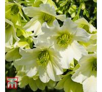 Thompson & Morgan Clematis Early Sensation 1.7 Litre Potted Plant X 1