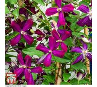 Thompson & Morgan Clematis Flammula Sweet Summer Love 9Cm Pot X 2