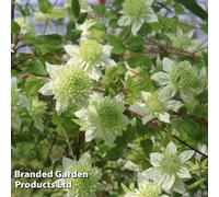 Thompson & Morgan Clematis Florida Manju 9Cm Potted Plant X 2