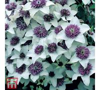 Thompson & Morgan Clematis Florida Sieboldii 3 Litre Potted Plant X 1