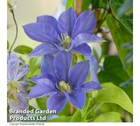 Thompson & Morgan Clematis 'fujimusume' 2 Litre Pot X 1