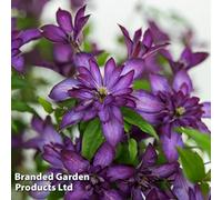 Thompson & Morgan Clematis Glorious™ Day (Zo23020) 7Cm Potted Plant X 1