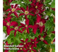 Thompson & Morgan Clematis Glorious™ Red (Zo23015) 7Cm Potted Plant X 1