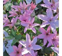 Thompson & Morgan Clematis Hagley Hybrid 9Cm Potted Plant X 1