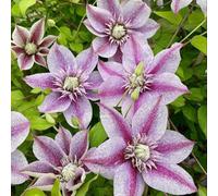 Thompson & Morgan Clematis Mochi 9Cm Potted Plant - Pack Of 1 - Hardy Perennial - Outdoor Garden