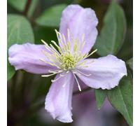 Thompson & Morgan Clematis Montana Elizabeth 3 Litre Potted Plant X 2