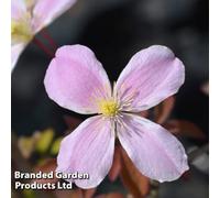 Thompson & Morgan Clematis Montana Fragrant Spring 1.7 Litre Potted Plant X 1