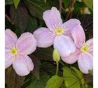 Thompson & Morgan Clematis Montana Mayleen 7cm Pot x 2