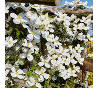 Thompson & Morgan Clematis Montana Mayleen 7Cm Potted Plant X 3 + Tower Potted Plant Kit X 3