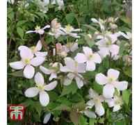 Thompson & Morgan Clematis Montana Rubens 1.7 Litre Potted Plant X 1