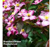 Thompson & Morgan Clematis Montana Tetrarose 1.7 Litre Potted Plant X 1