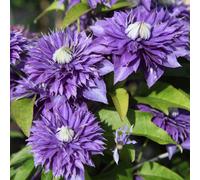 Thompson & Morgan Clematis Multi Blue 7Cm Potted Plant X 1