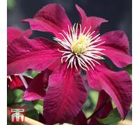 Thompson & Morgan Clematis Niobe 9Cm Potted Plant X 1