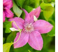 Thompson & Morgan Clematis Pink Fantasy Pale Pink Large Flower Climber July-Sept Shade Tolerant Easy Hardy Garden Plant 7Cm Pot